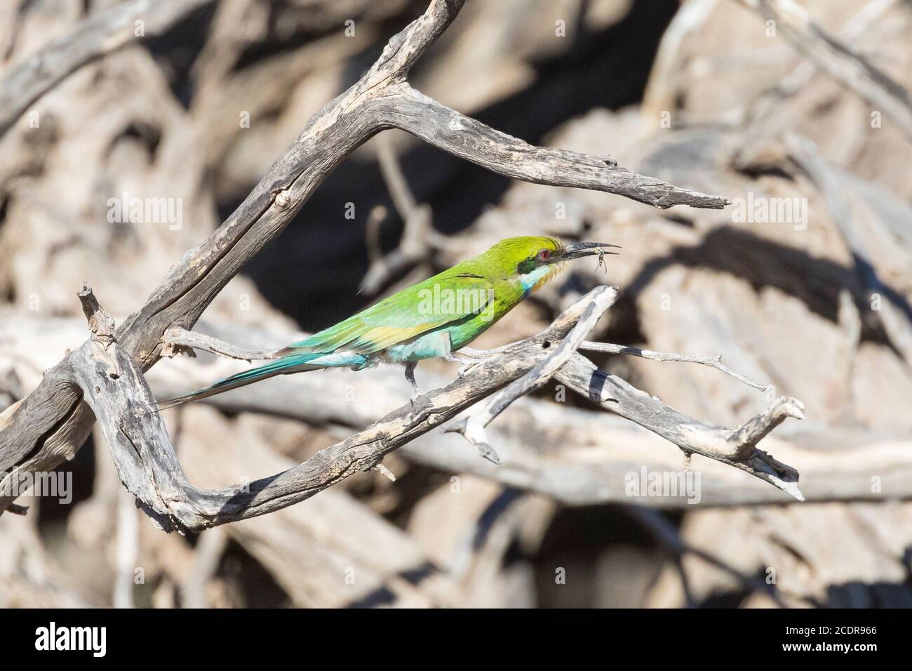 Swallow-tailed Bee-eater (Merops hirundineus) perched with insect prey in bill, Kglagadi Transfrontier Park, Kalahari, Northern Cape, South Africa Stock Photo