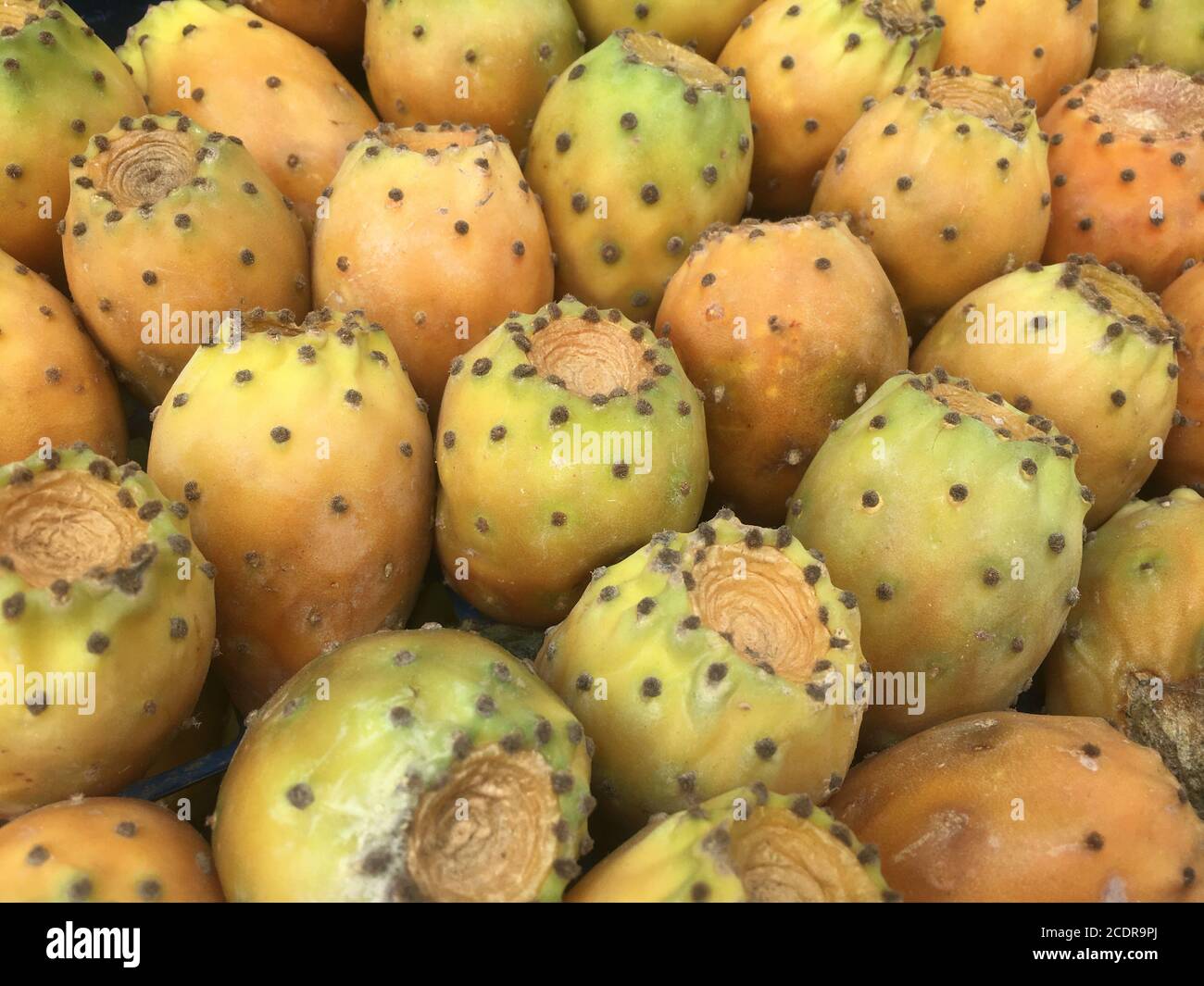 Prickly pear fruits Stock Photo Alamy