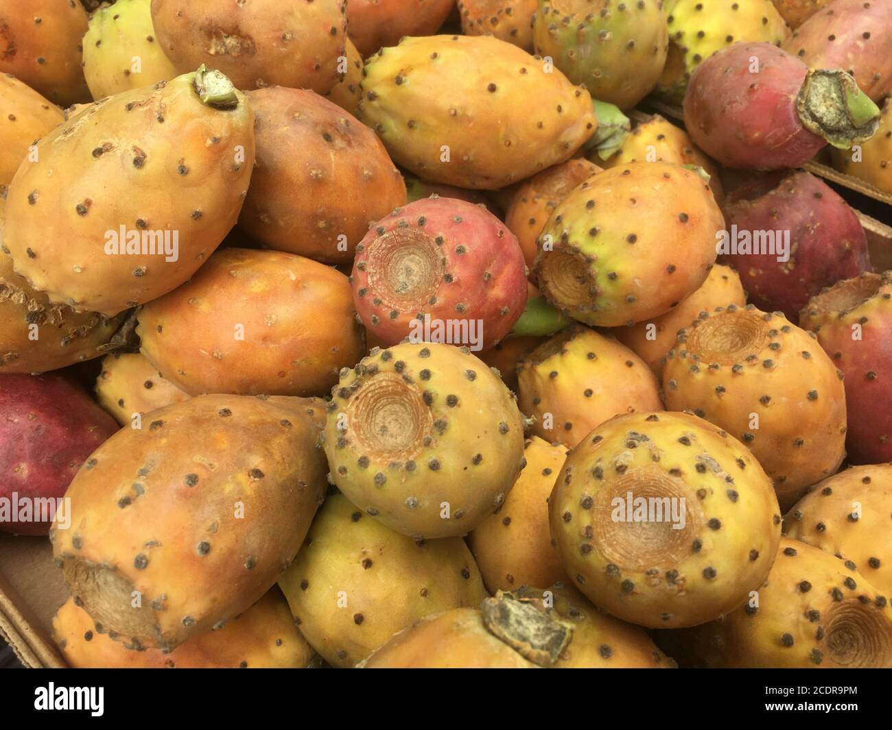 Prickly pear fruits Stock Photo