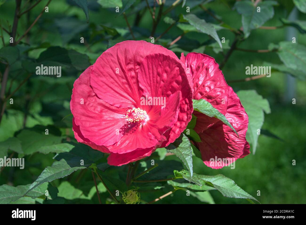 Closeup of large pink flowers of Perennail Hibiscus shrub blooming in Canadian garden in summer. The backgroungd is leafy green. Stock Photo