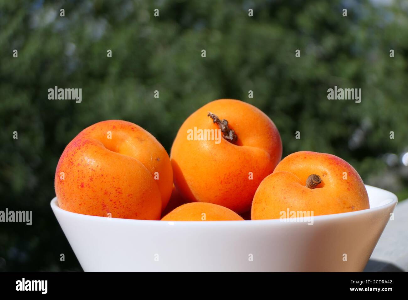 White bowl with ripe, vitamin-rich apricots, ready to eat, close-up Stock Photo