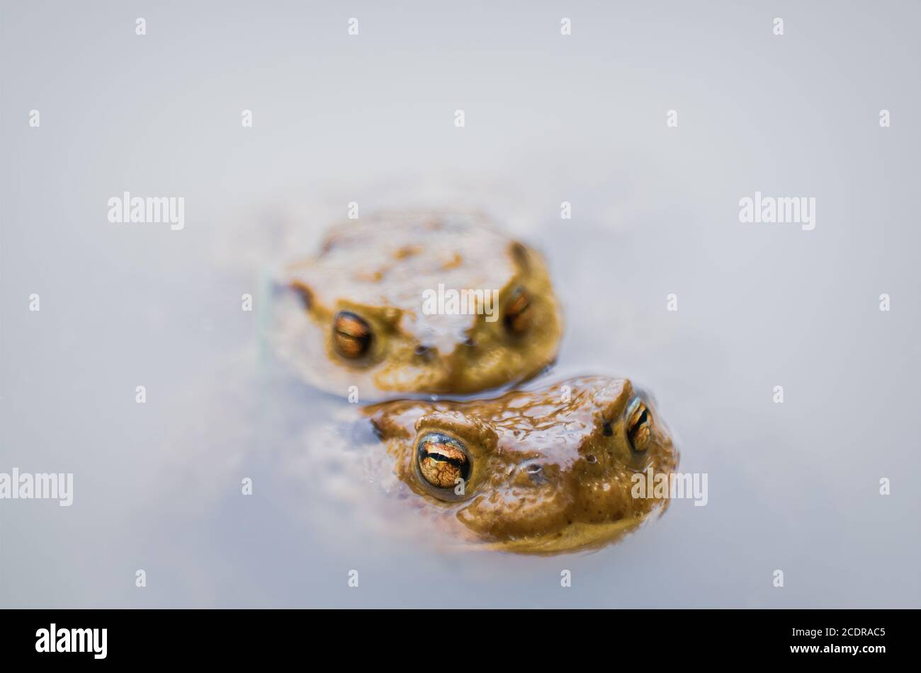 Mating toads (Bufo bufo) in a waterbody. Stock Photo