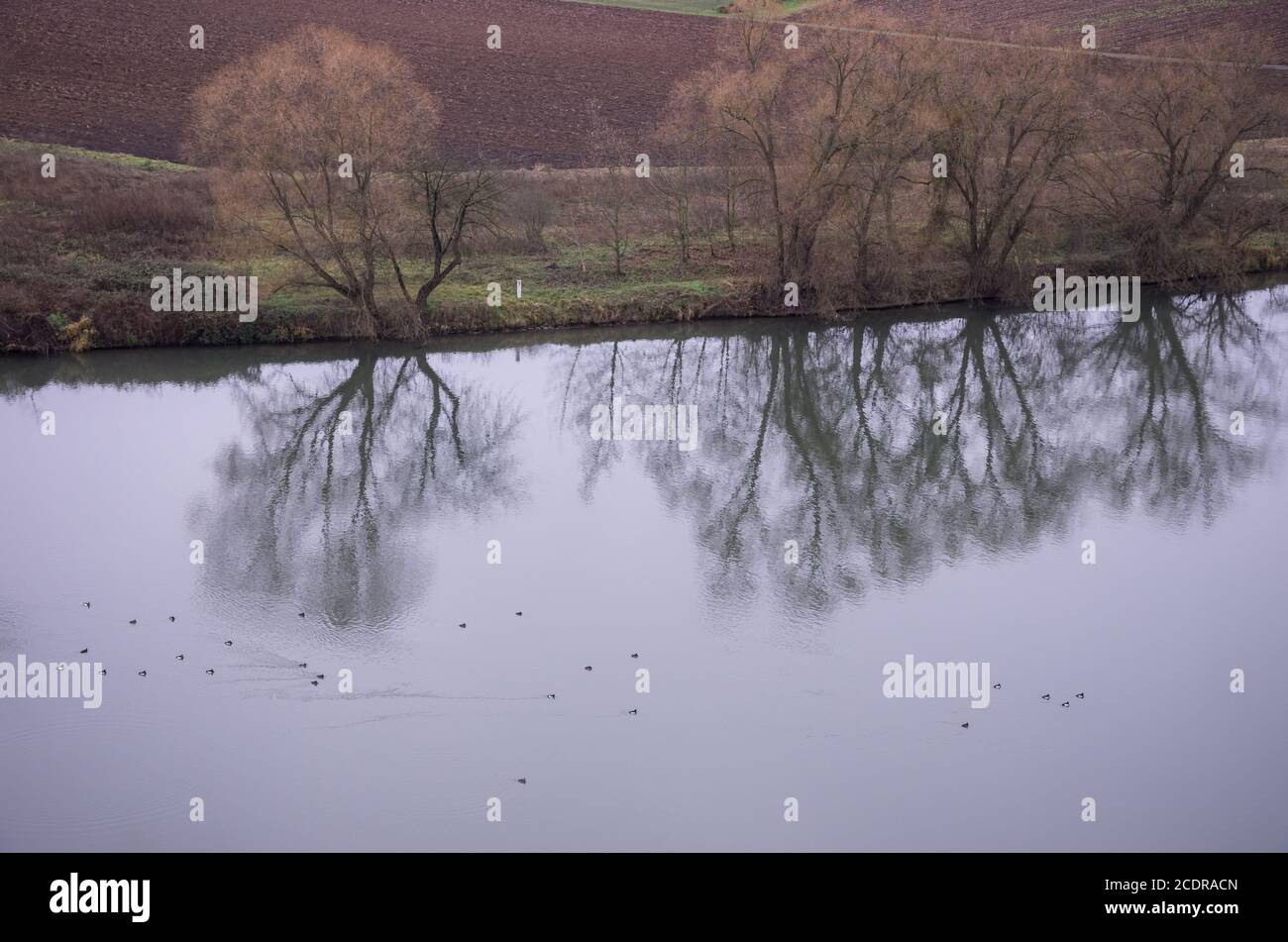Late autumn melancholy scenery with river landscape and water fowl. Stock Photo