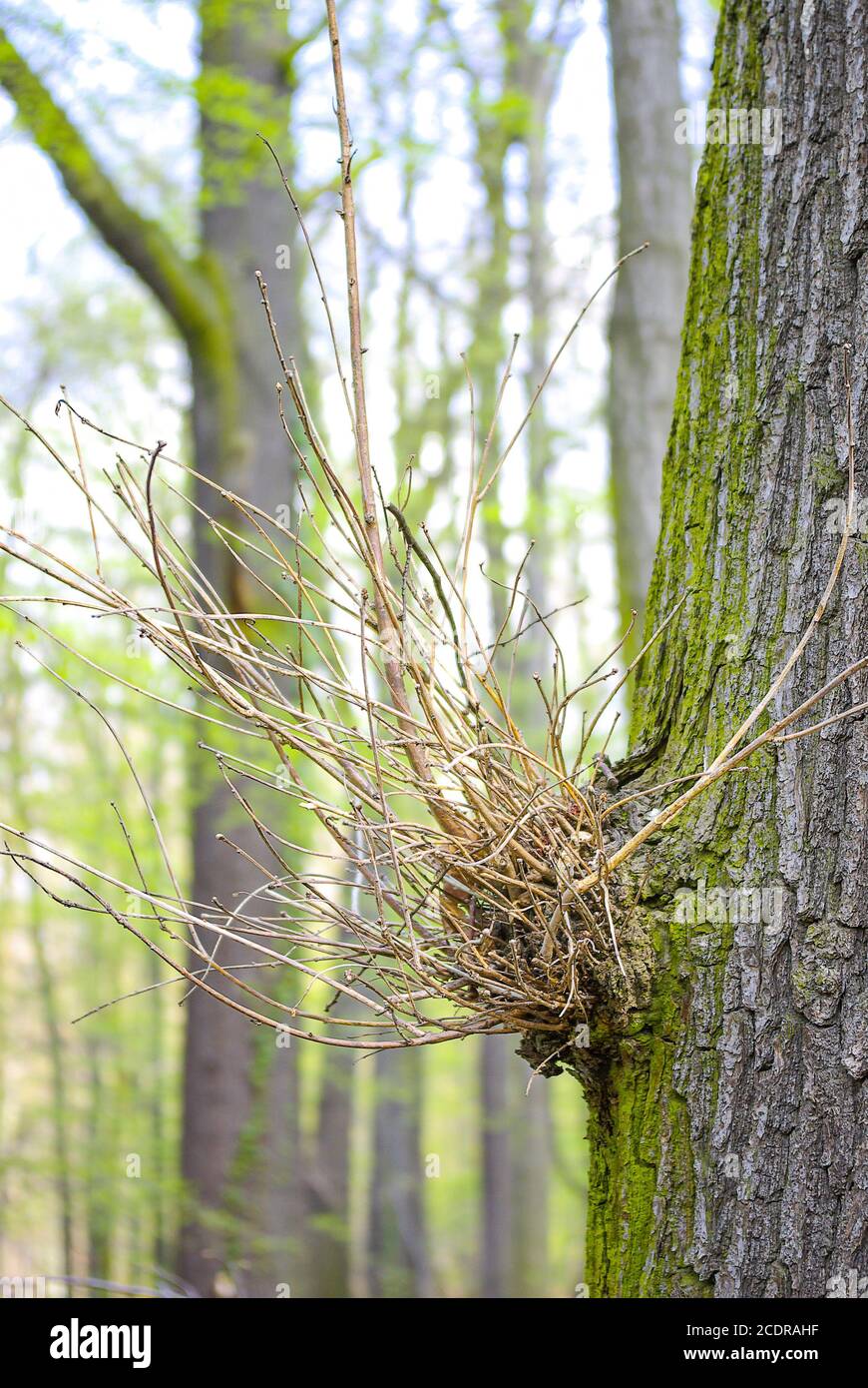 Proliferation of sprigs in the form of a fluffy tuft on a tree. Stock Photo