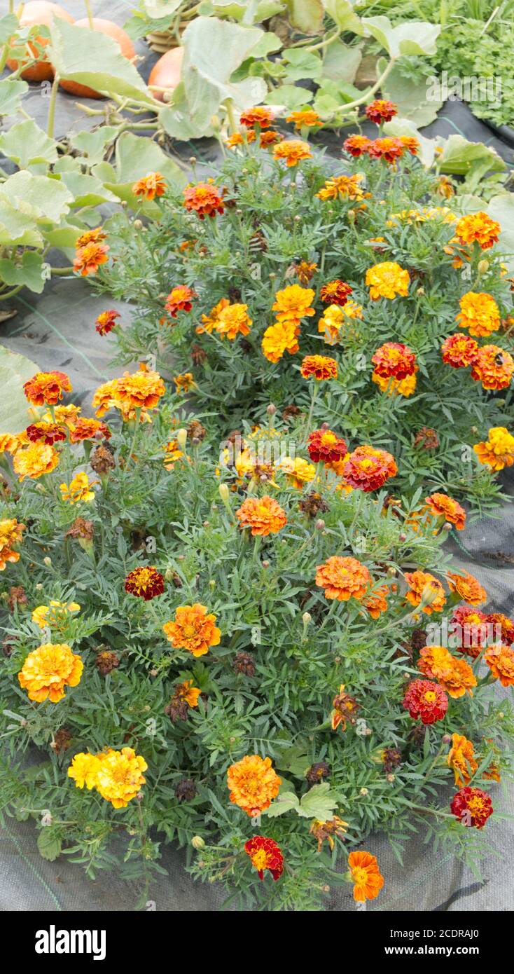 French marigolds flowering beside uchiki  kuri squash to decoy pests. Stock Photo