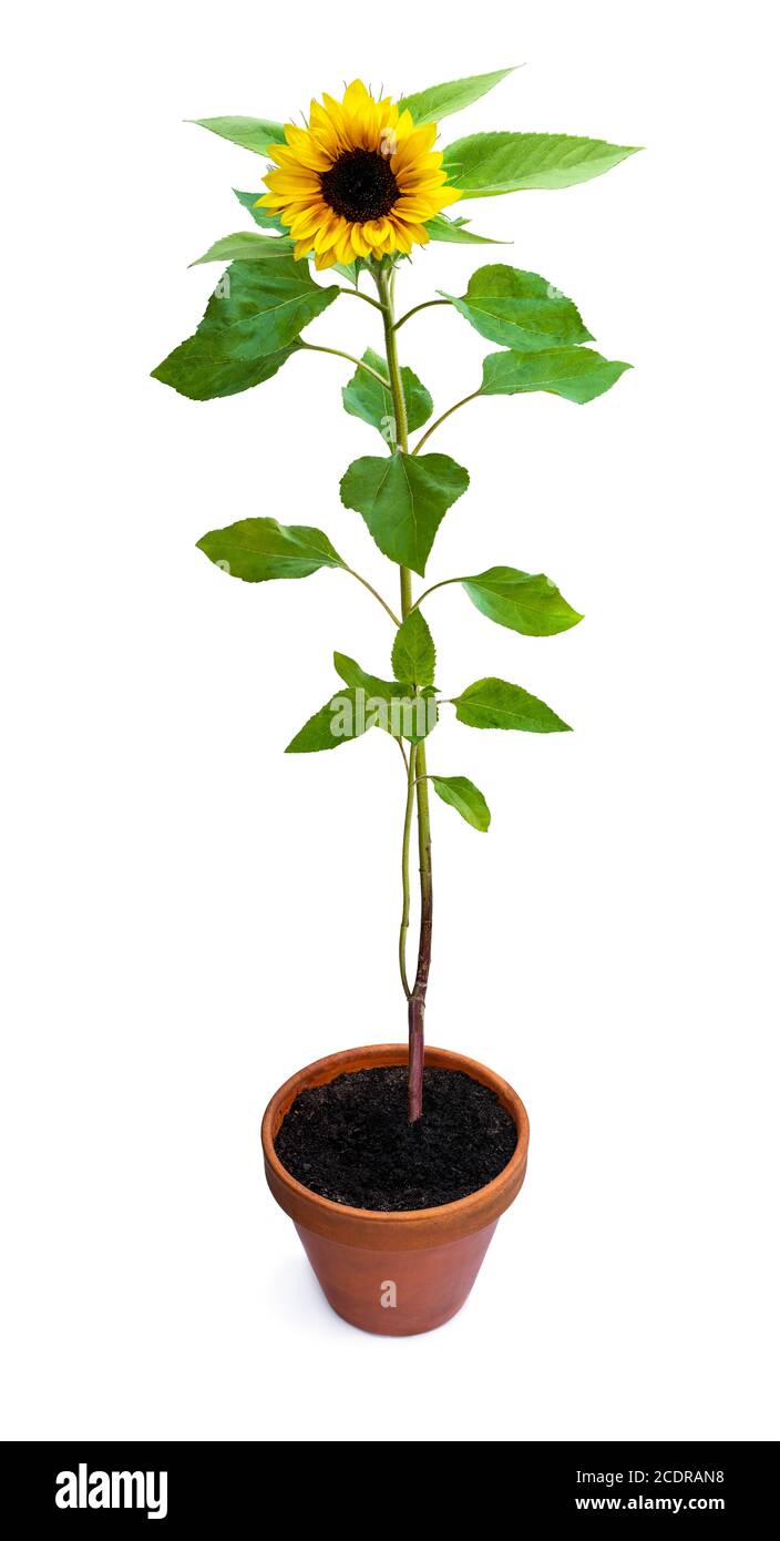 Sunflower plant in a flower pot isolated on a white background Stock ...