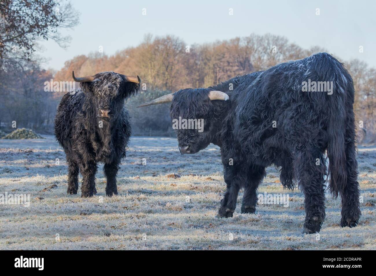 Two black scottish highlanders in frozen meadow Stock Photo