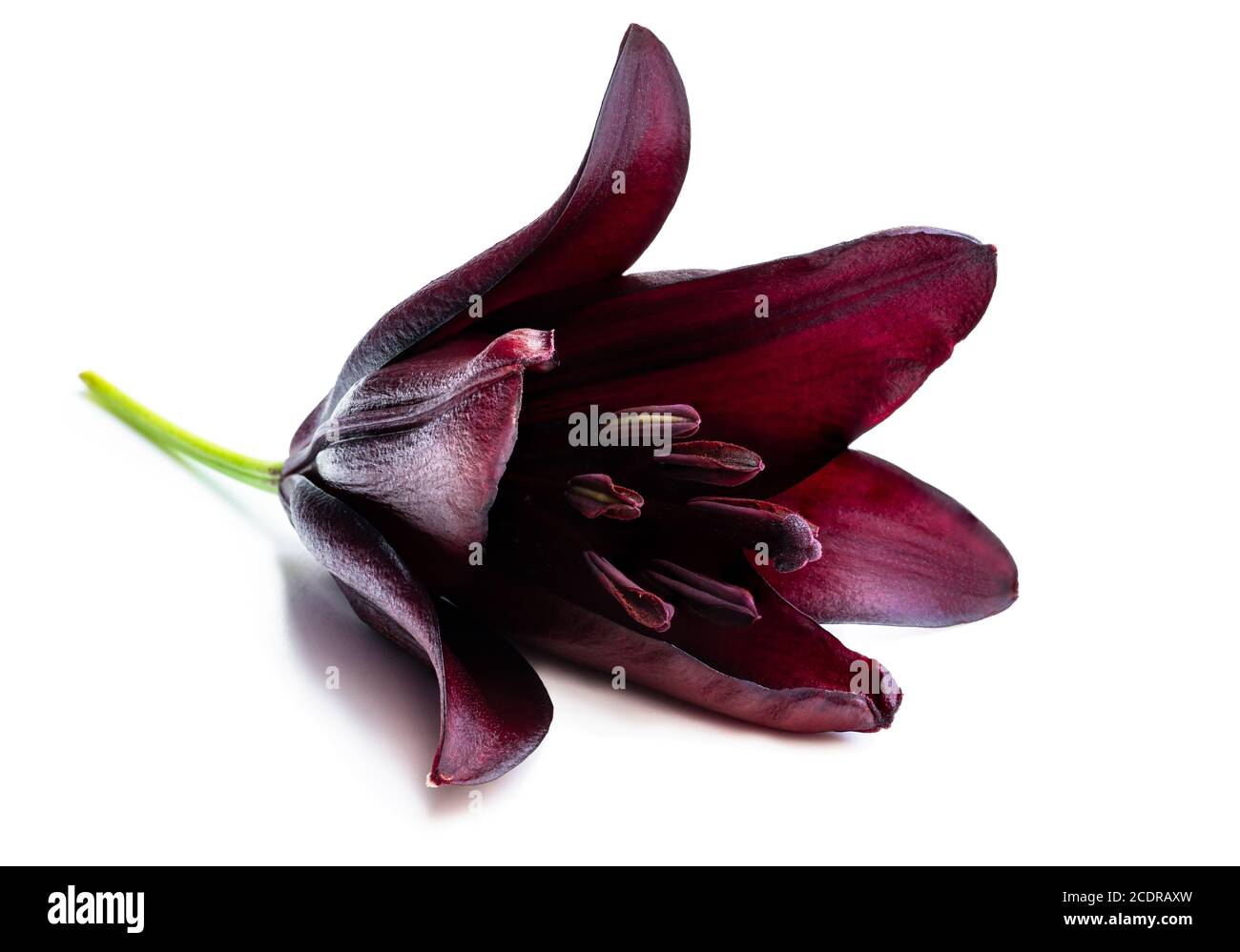 Macro image of the single black lily flower isolated on white Stock