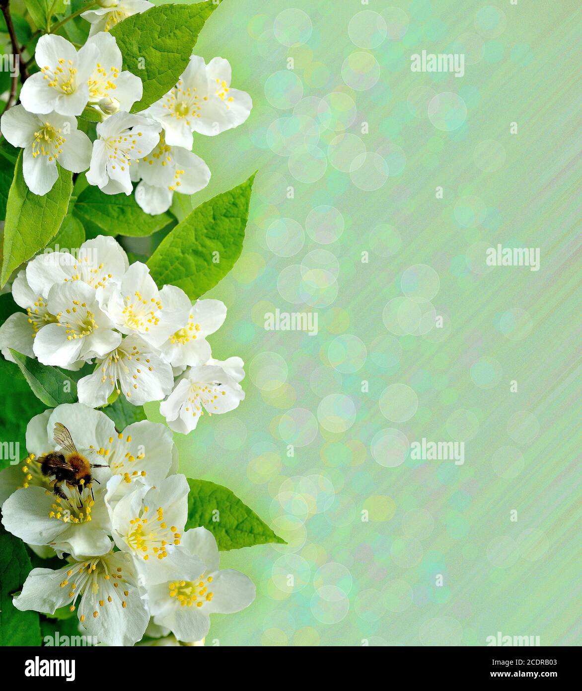 Jasmine flowers with bee on green background Stock Photo