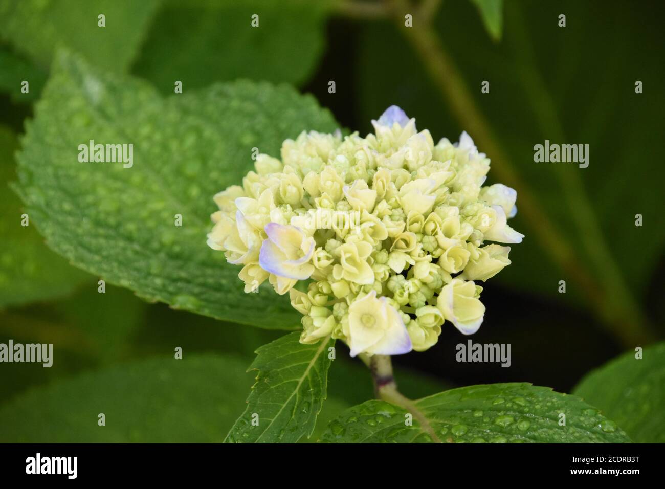 Hydrangea Budding Hydrangea flower budding hi-res stock photography and images - Alamy