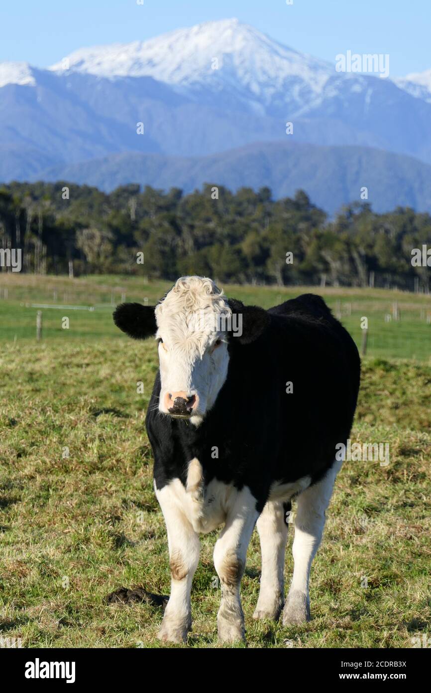 Black and white cow hi-res stock photography and images - Alamy