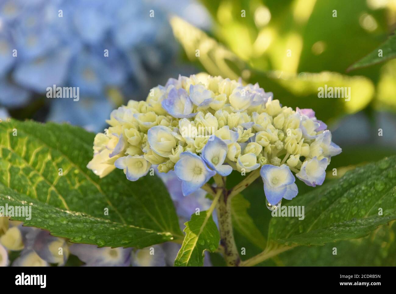 Hydrangea Budding Pretty budding white hydrangea bush with dew drops on the leaves Stock ...