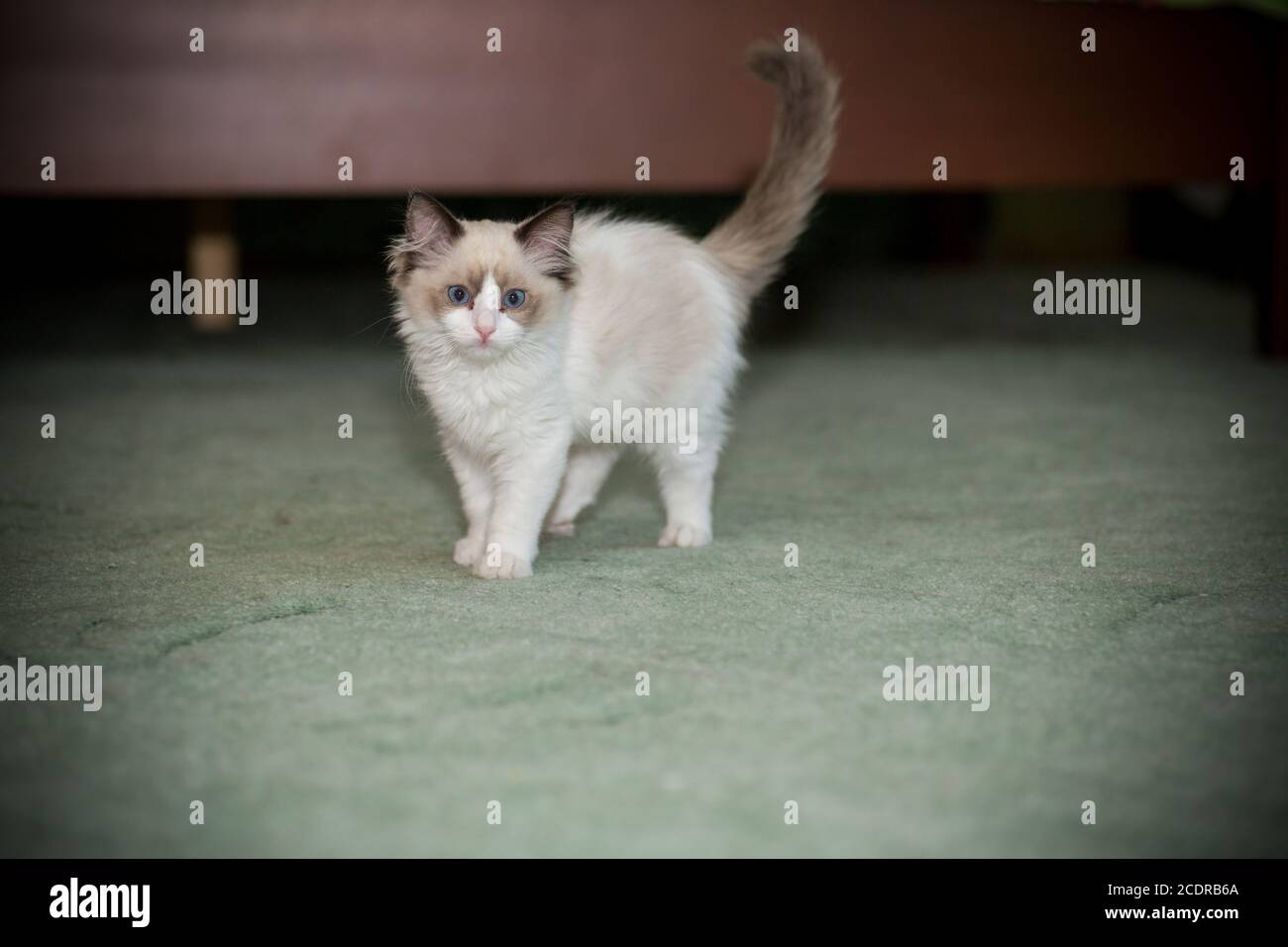 two month old Ragdoll kitten at home Stock Photo - Alamy