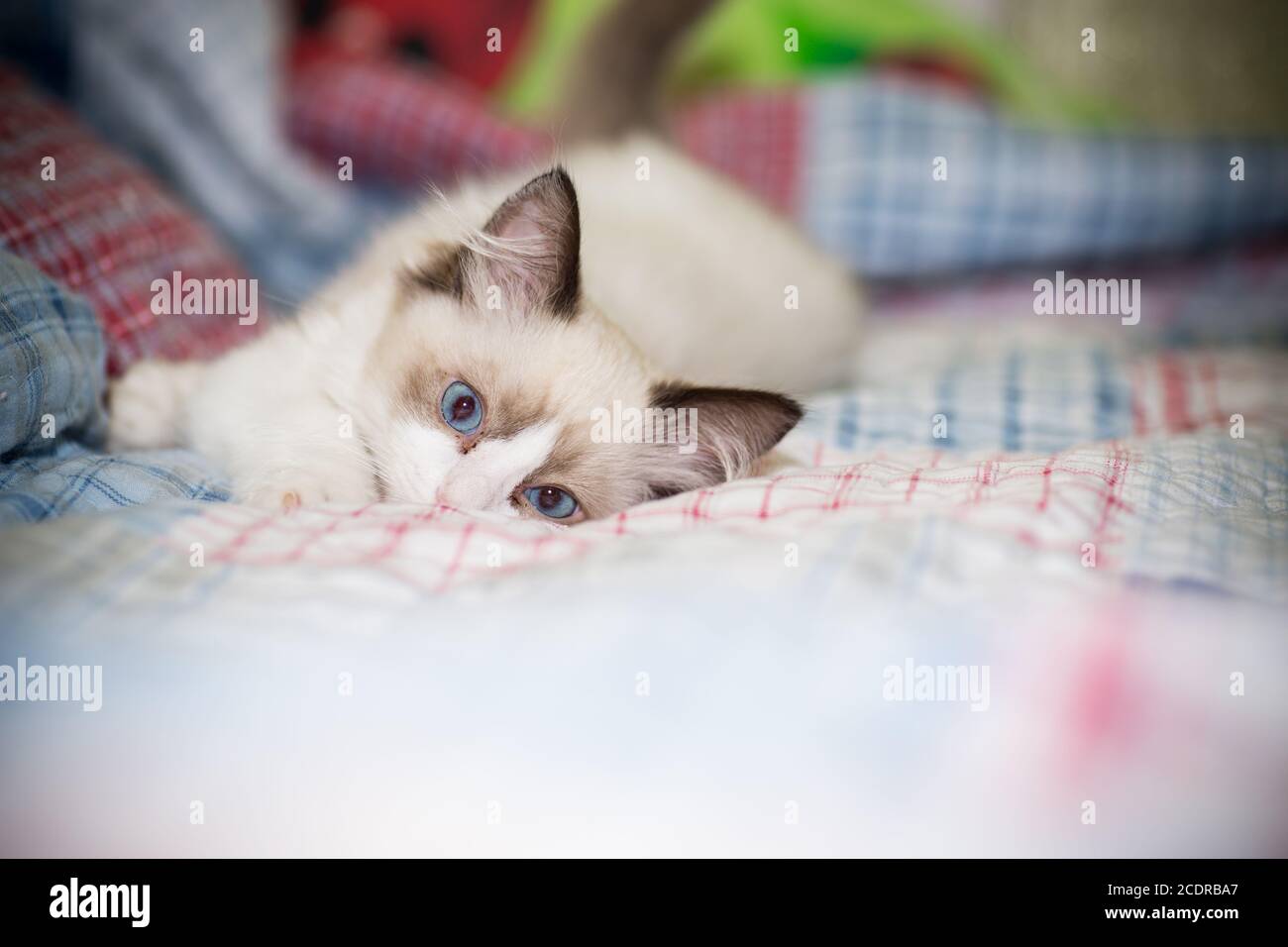 two month old Ragdoll kitten at home Stock Photo - Alamy