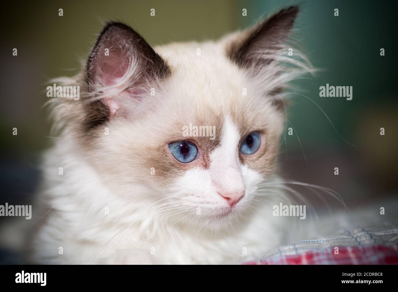 two month old Ragdoll kitten at home Stock Photo - Alamy