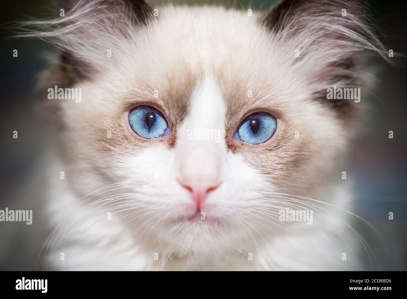 two month old Ragdoll kitten at home Stock Photo - Alamy