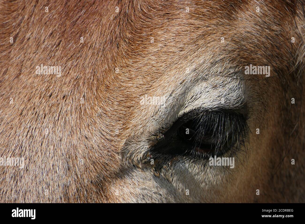 Closeup eye of a beautiful brown cow Stock Photo