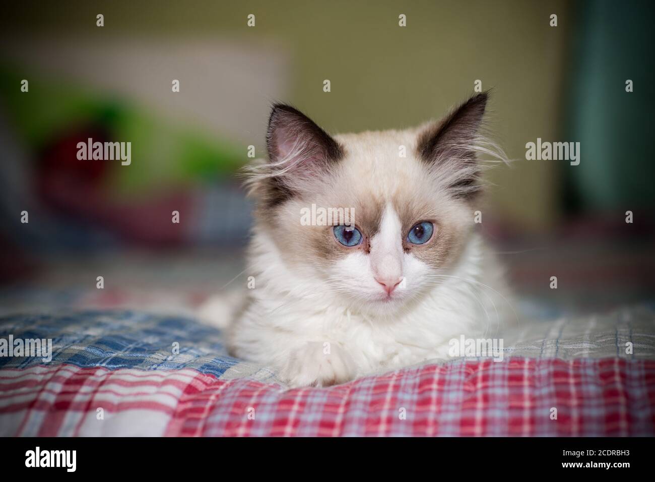 two month old Ragdoll kitten at home Stock Photo - Alamy