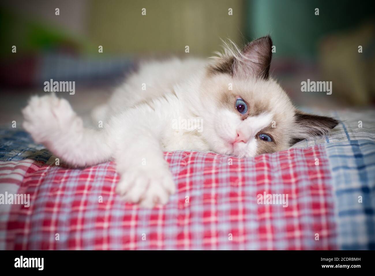 two month old Ragdoll kitten at home Stock Photo Alamy