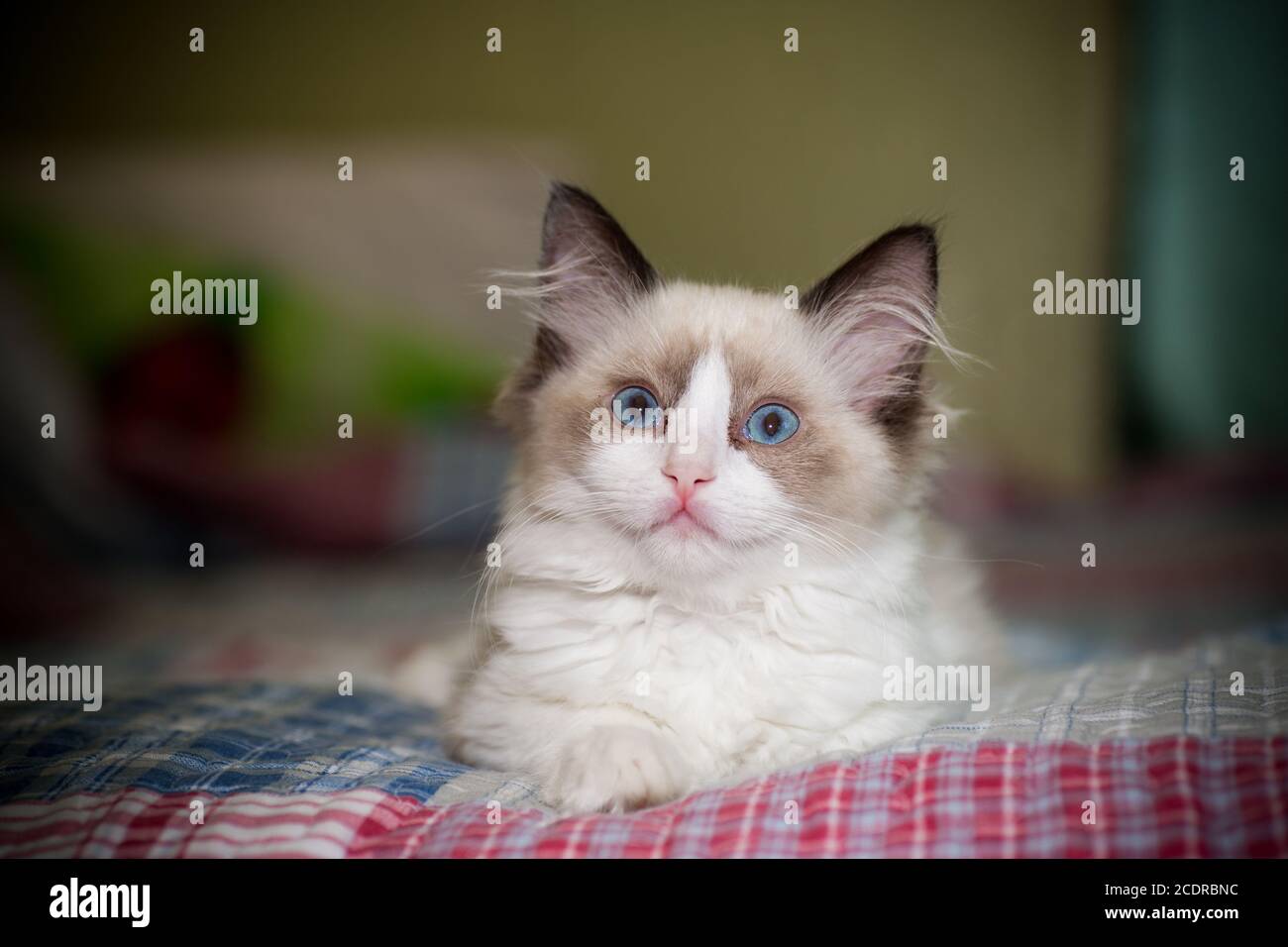 two month old Ragdoll kitten at home Stock Photo - Alamy