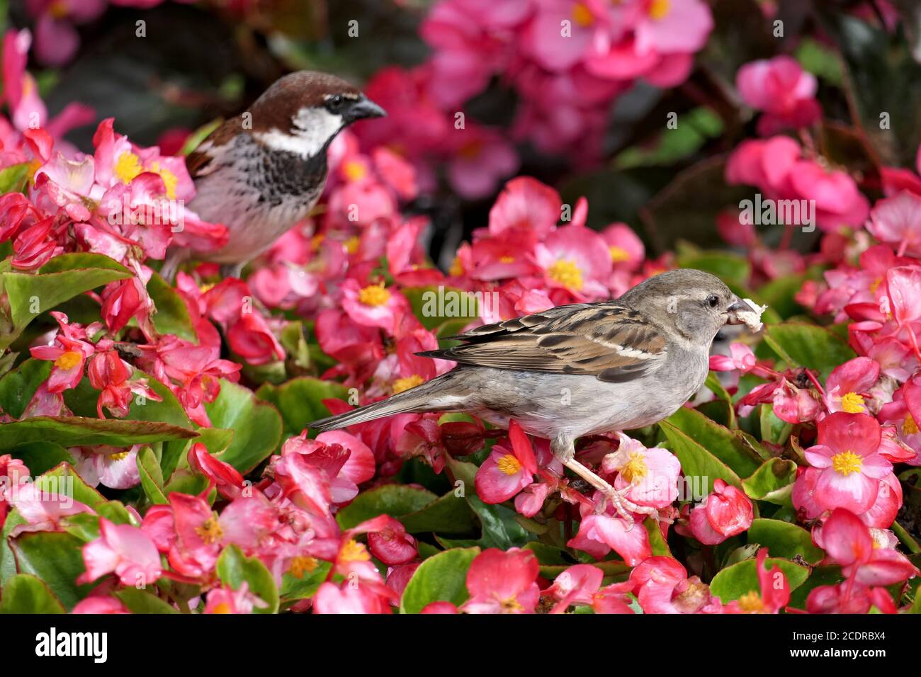 Closeup cute male and female house sparrow or passer domesticus perched on pink flowers in a garden Stock Photo