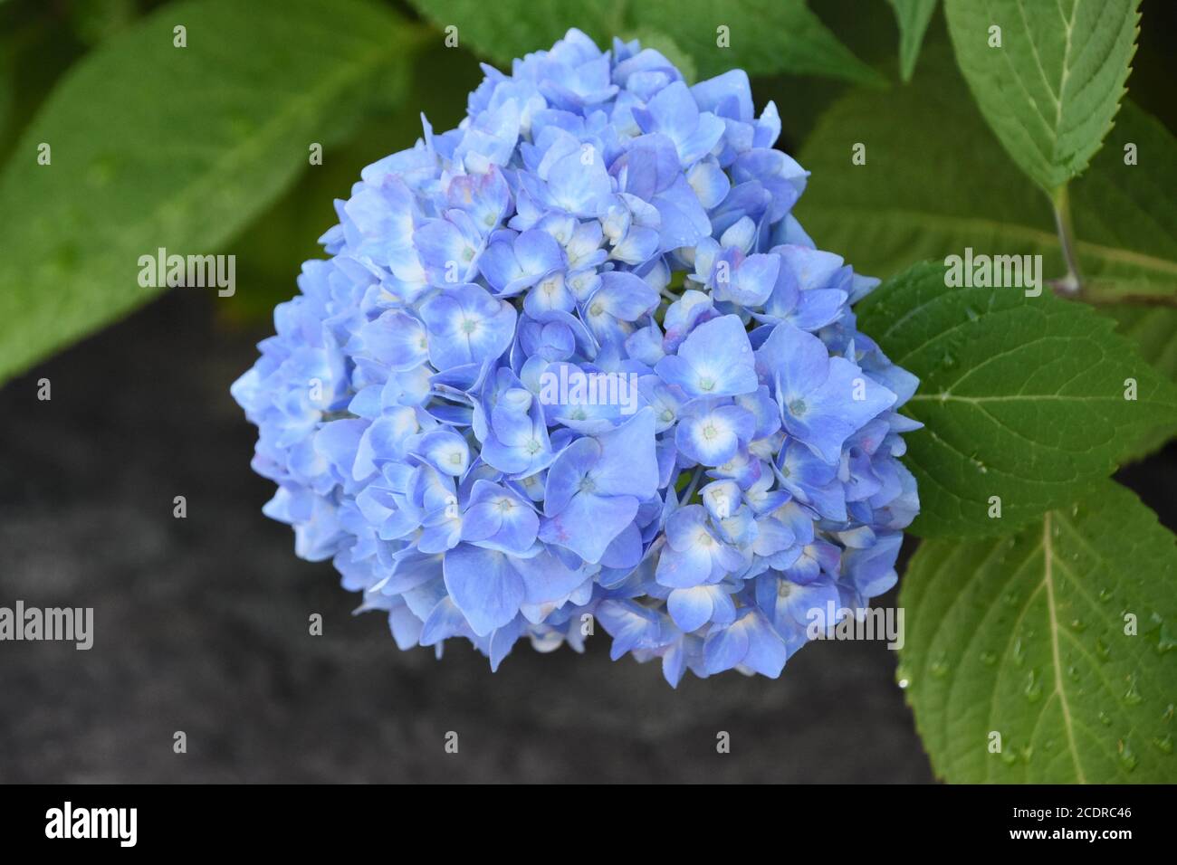 Very pretty blue hydrangea flowering and blooming Stock Photo - Alamy