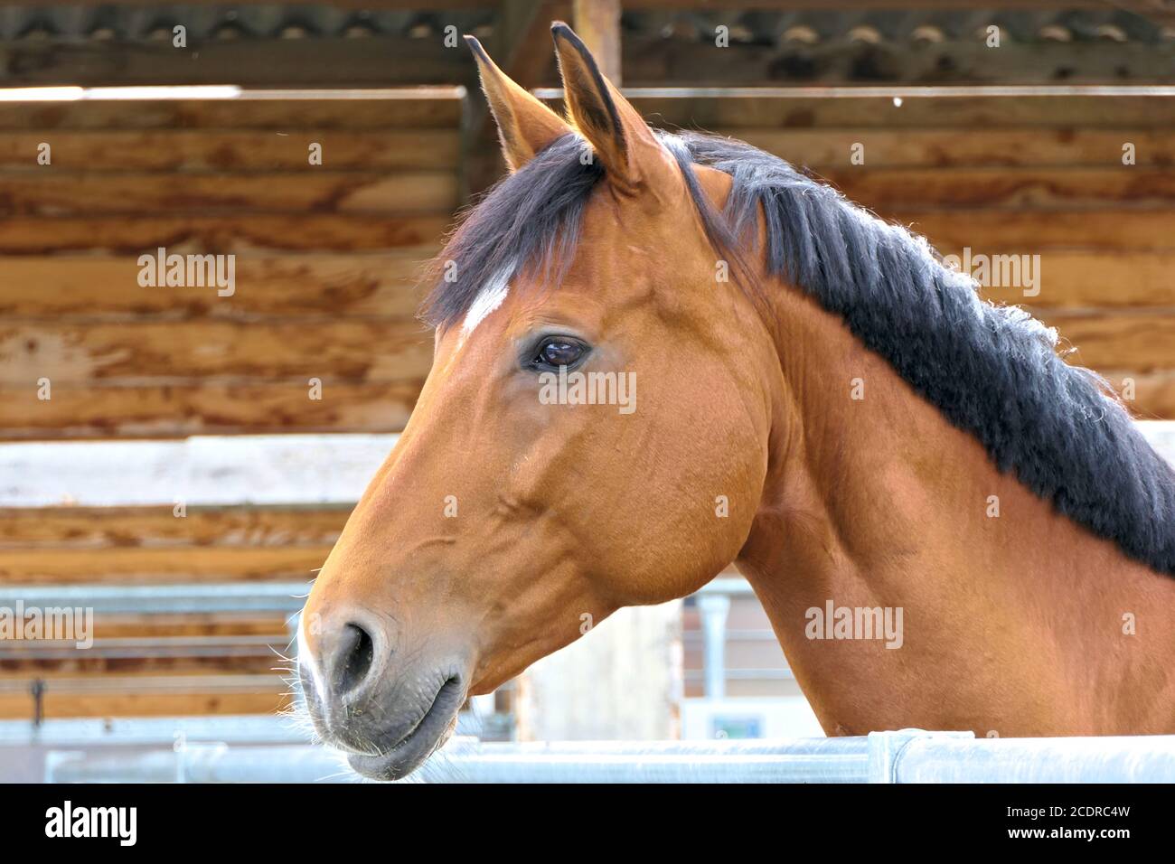 Closeup head of a beautiful chestnut stallion with ears up from the side on a ranch on a cloudy day Stock Photo