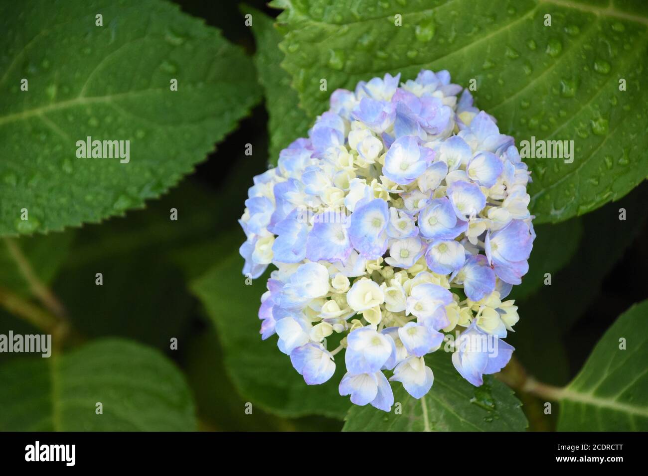 Pretty white hydrangea buds beginning to flower Stock Photo Alamy