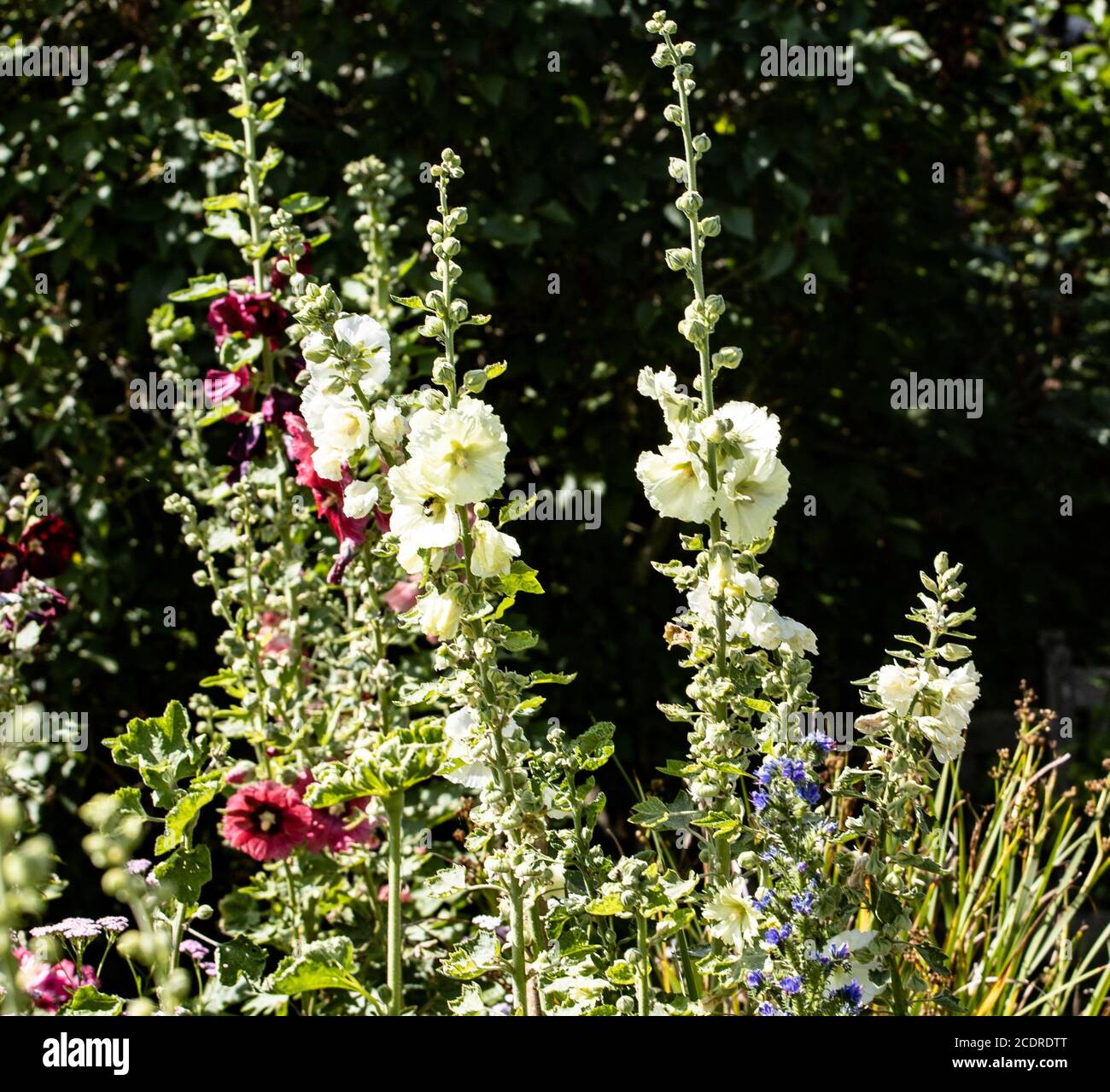 Holyhock also Alcea and Mallow, in English garden during summer. Stock Photo
