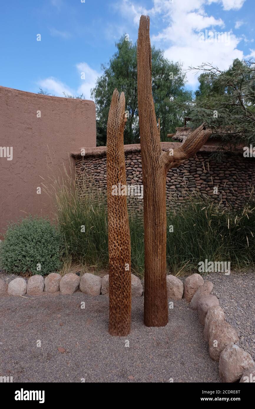 Cardon cacti when dead make attractive and decorative sculptures in the Atacama towns. Stock Photo