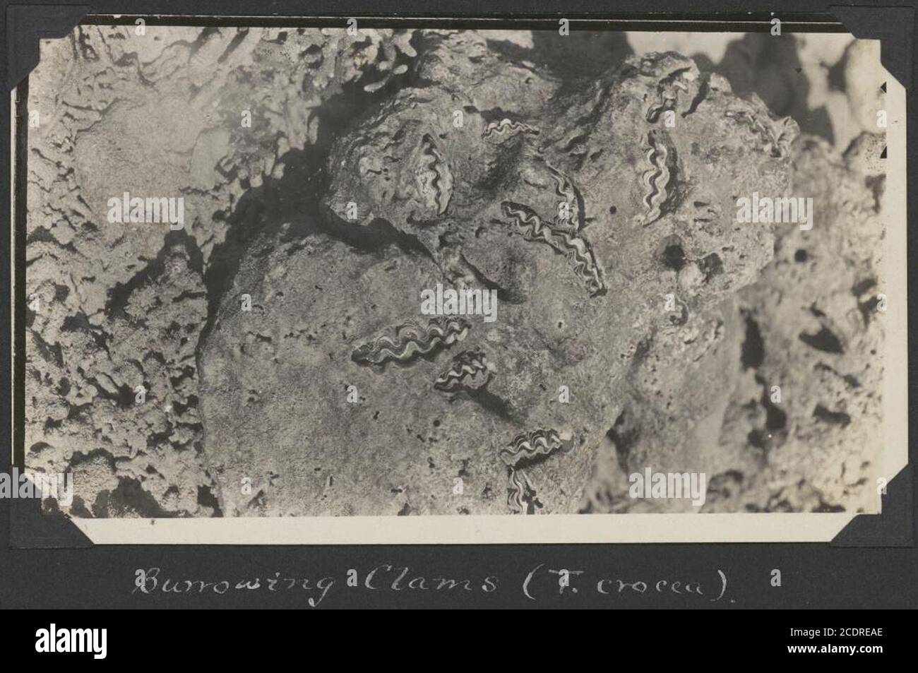 Clams burrowing clams hires stock photography and images Alamy