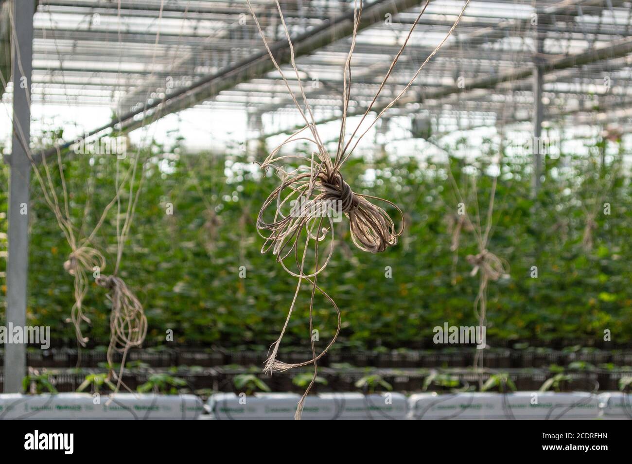 Plants growing in a greenhouse agriculture image stock Stock Photo - Alamy