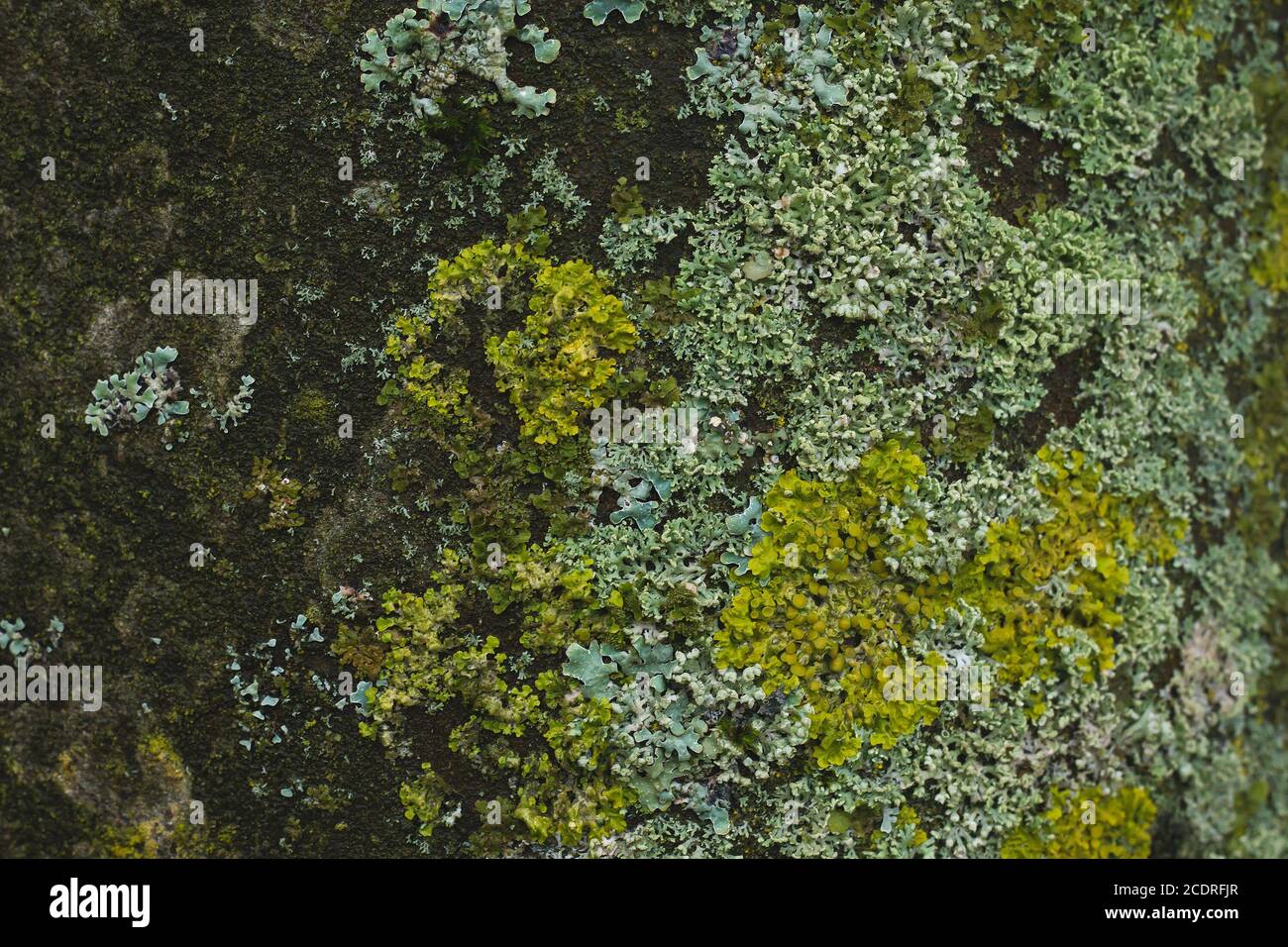 Lichen on a tree trunk Stock Photo