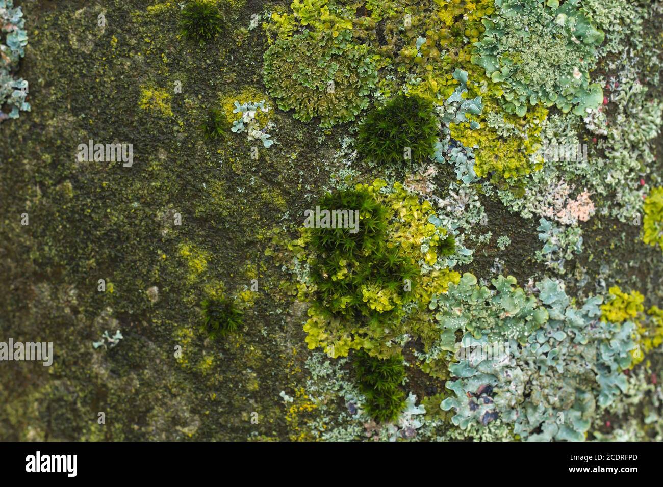Lichen on a tree trunk Stock Photo