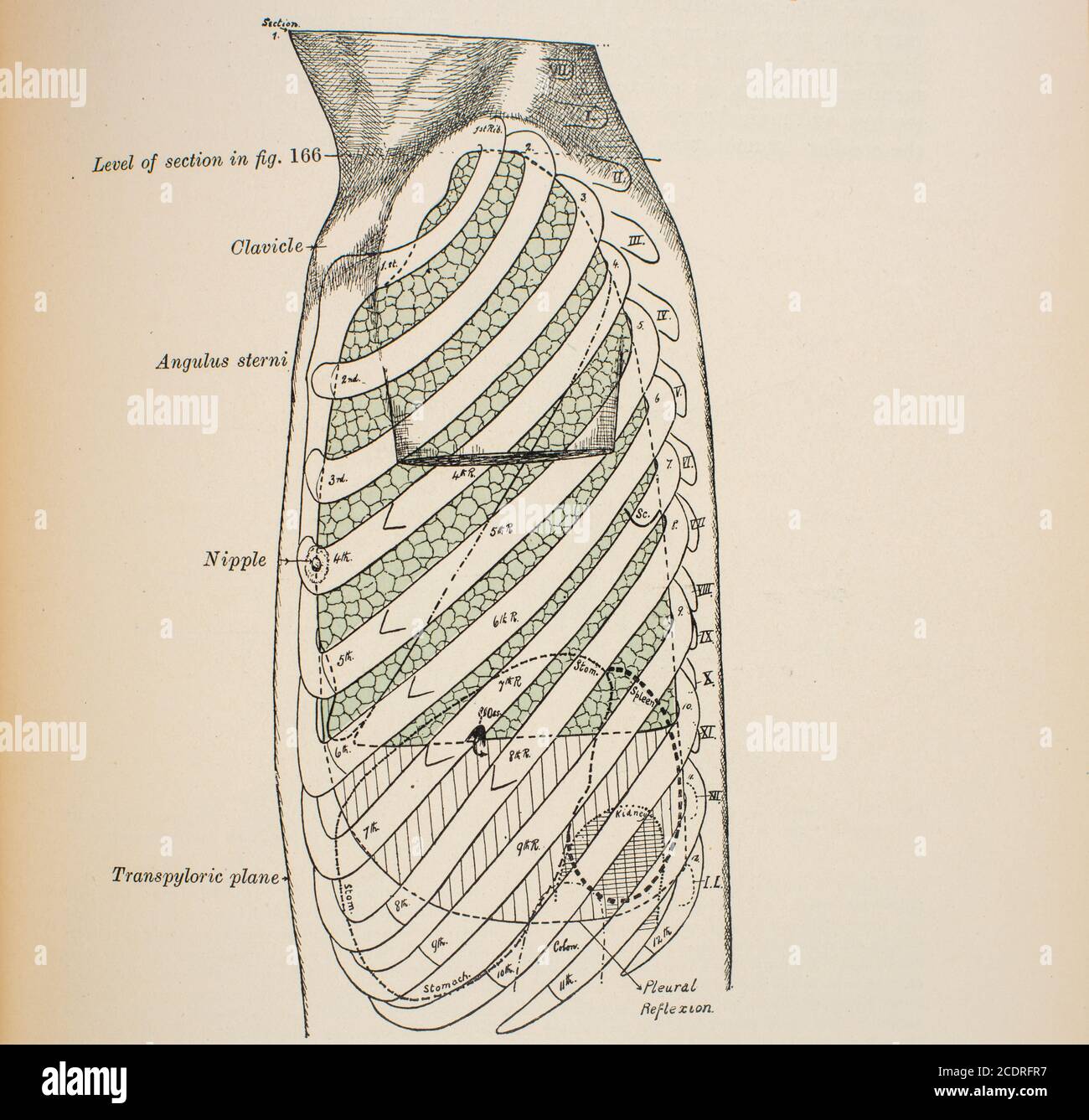 Quain's Elements of Anatomy Col. III published in 1896, lateral view of the thorax. Stock Photo