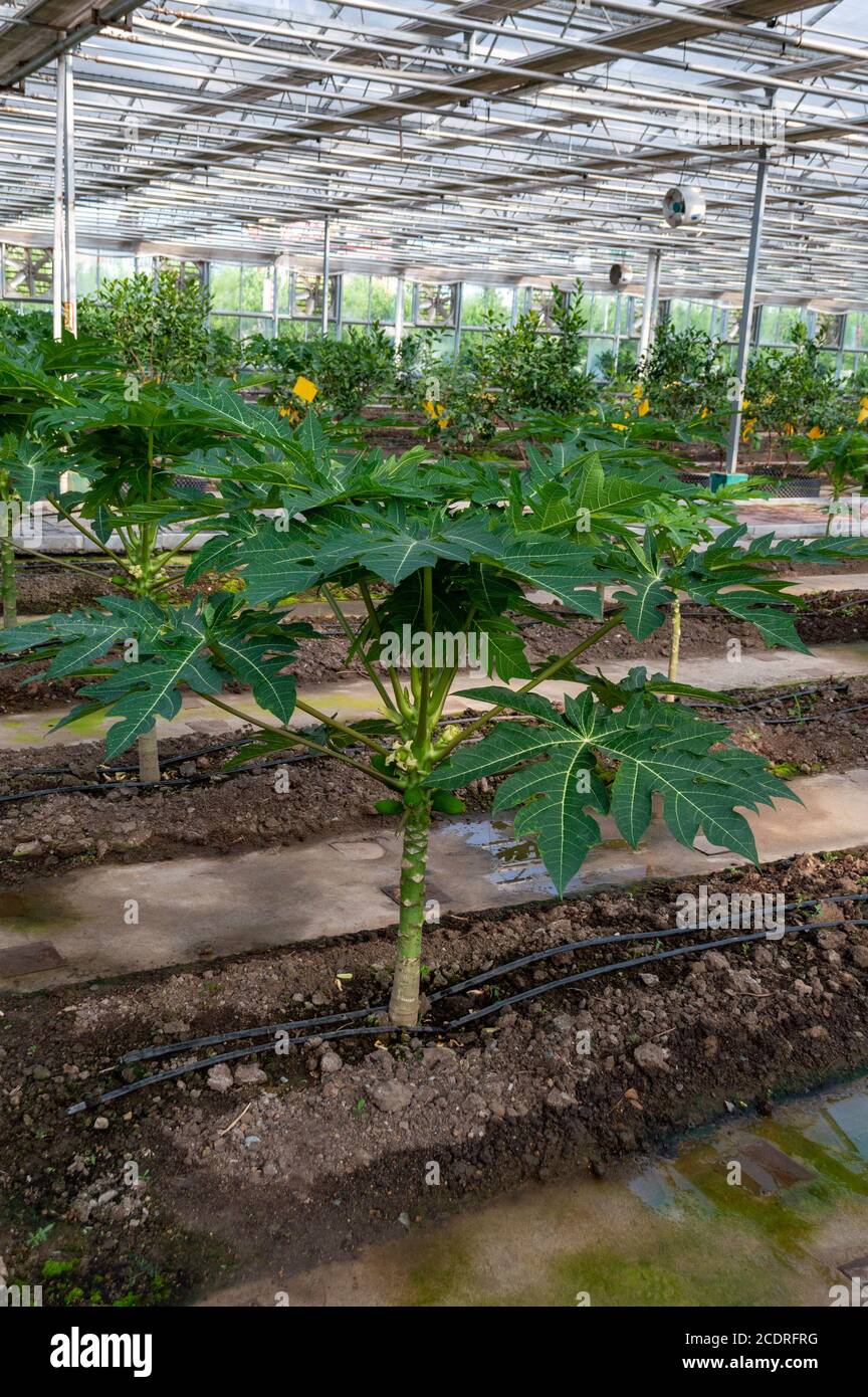 Plants growing in a greenhouse agriculture image stock Stock Photo - Alamy