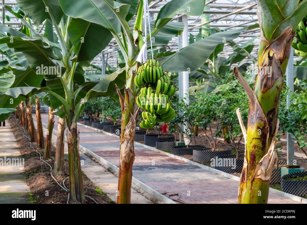 Banana plants growing in a greenhouse agricultural production image