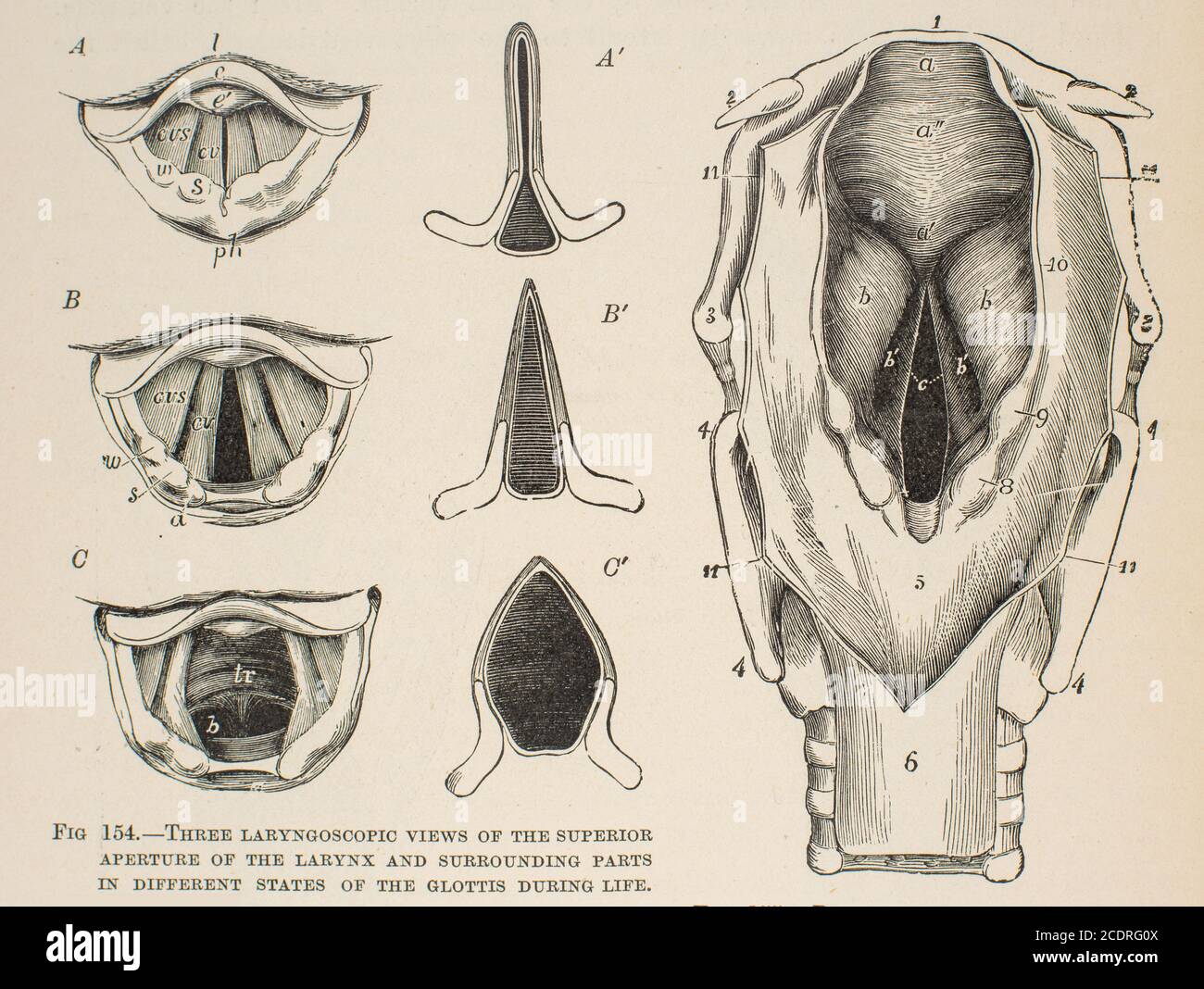 Quain's Elements of Anatomy Col. III published in 1896, larynx. Stock Photo