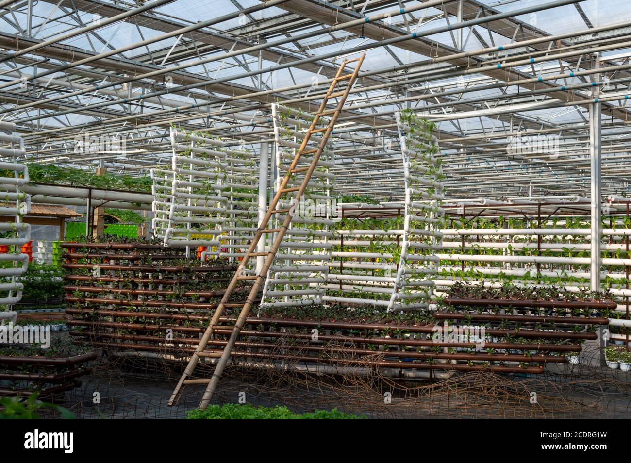 Plants growing in a greenhouse agriculture image stock Stock Photo - Alamy