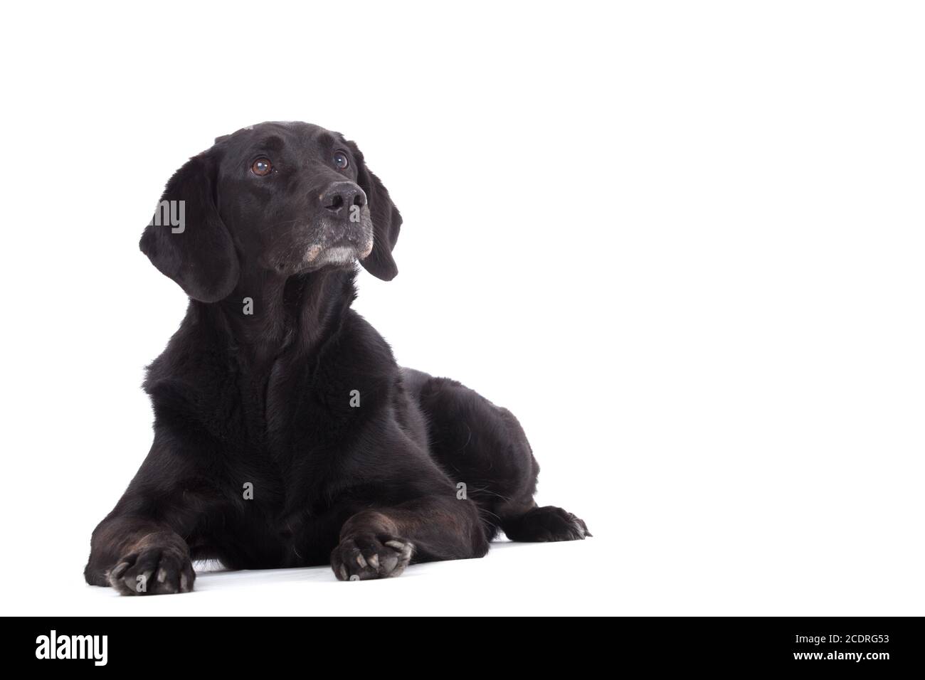 labrador is laying down Stock Photo