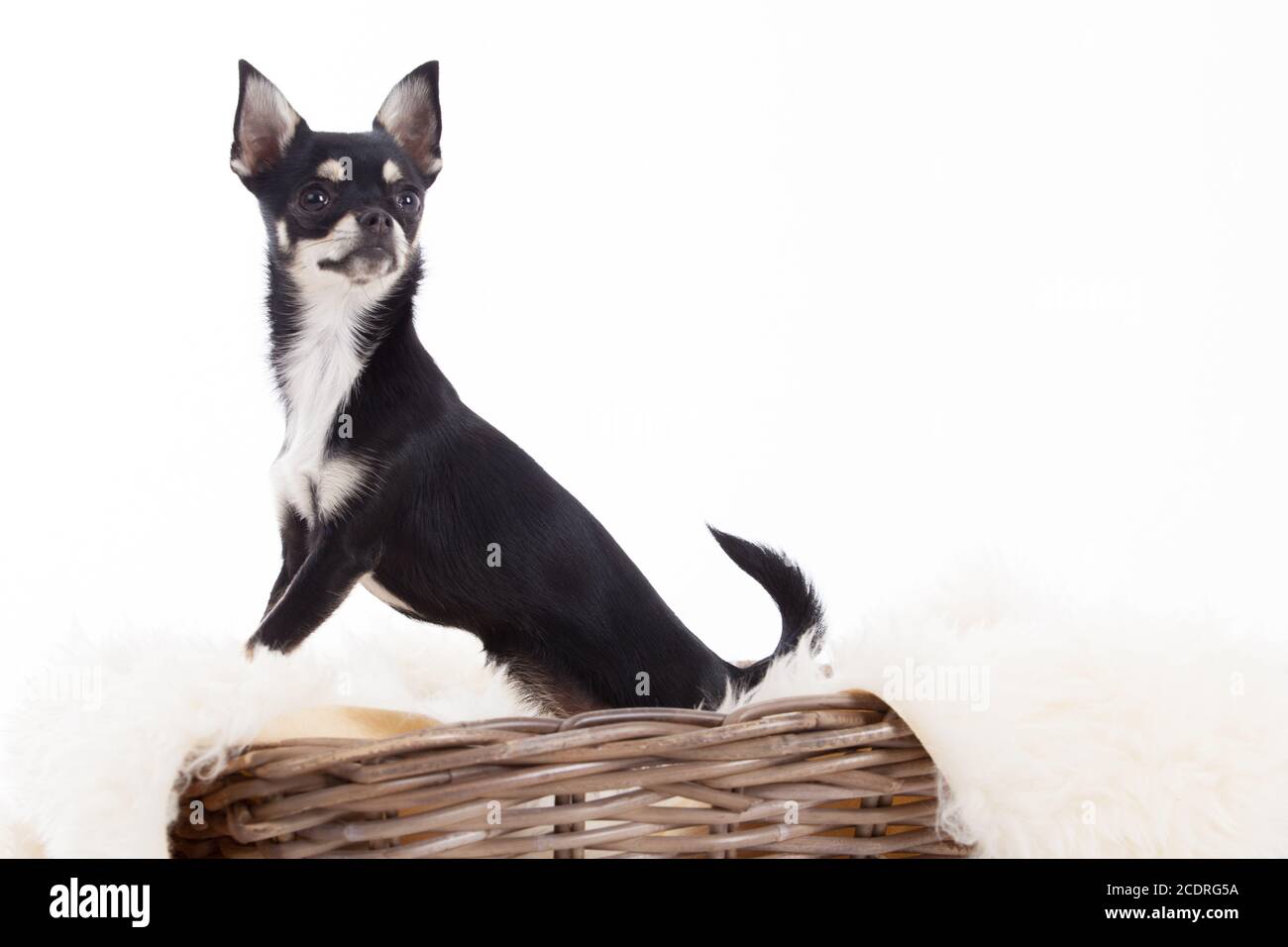 chihuahua in basket Stock Photo