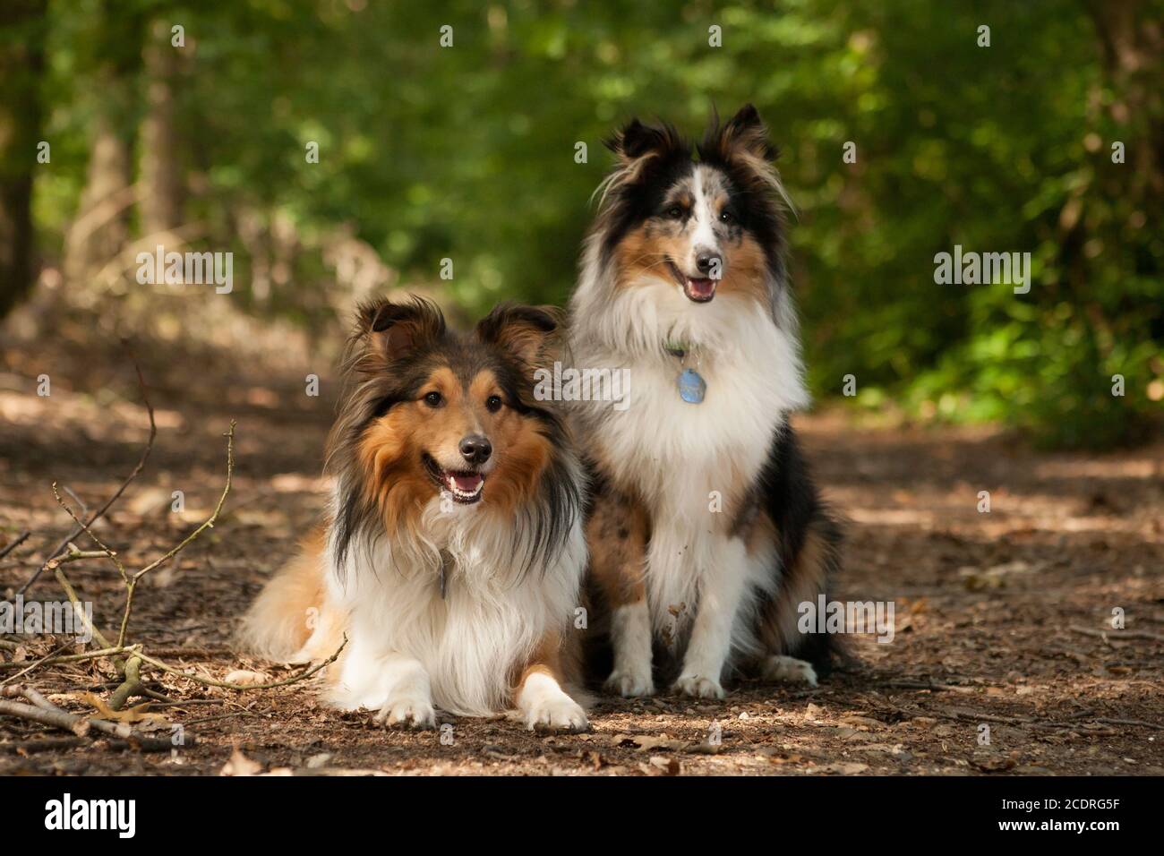 2  border collie dogs in the forest Stock Photo