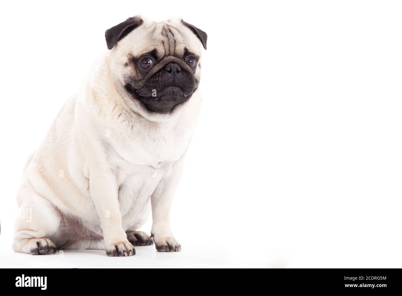 pug dog on white Stock Photo