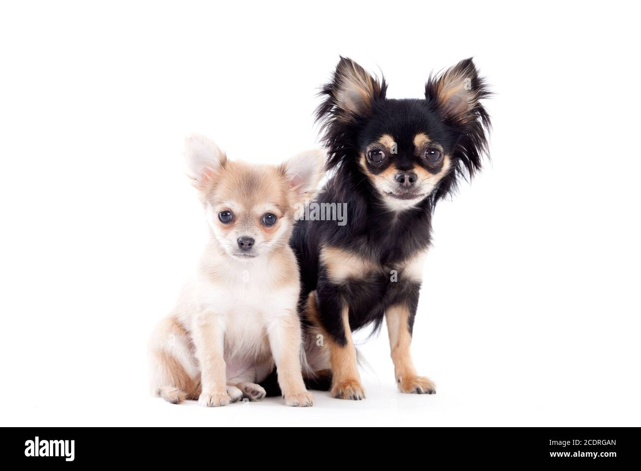 2 chihuahua dogs on white Stock Photo