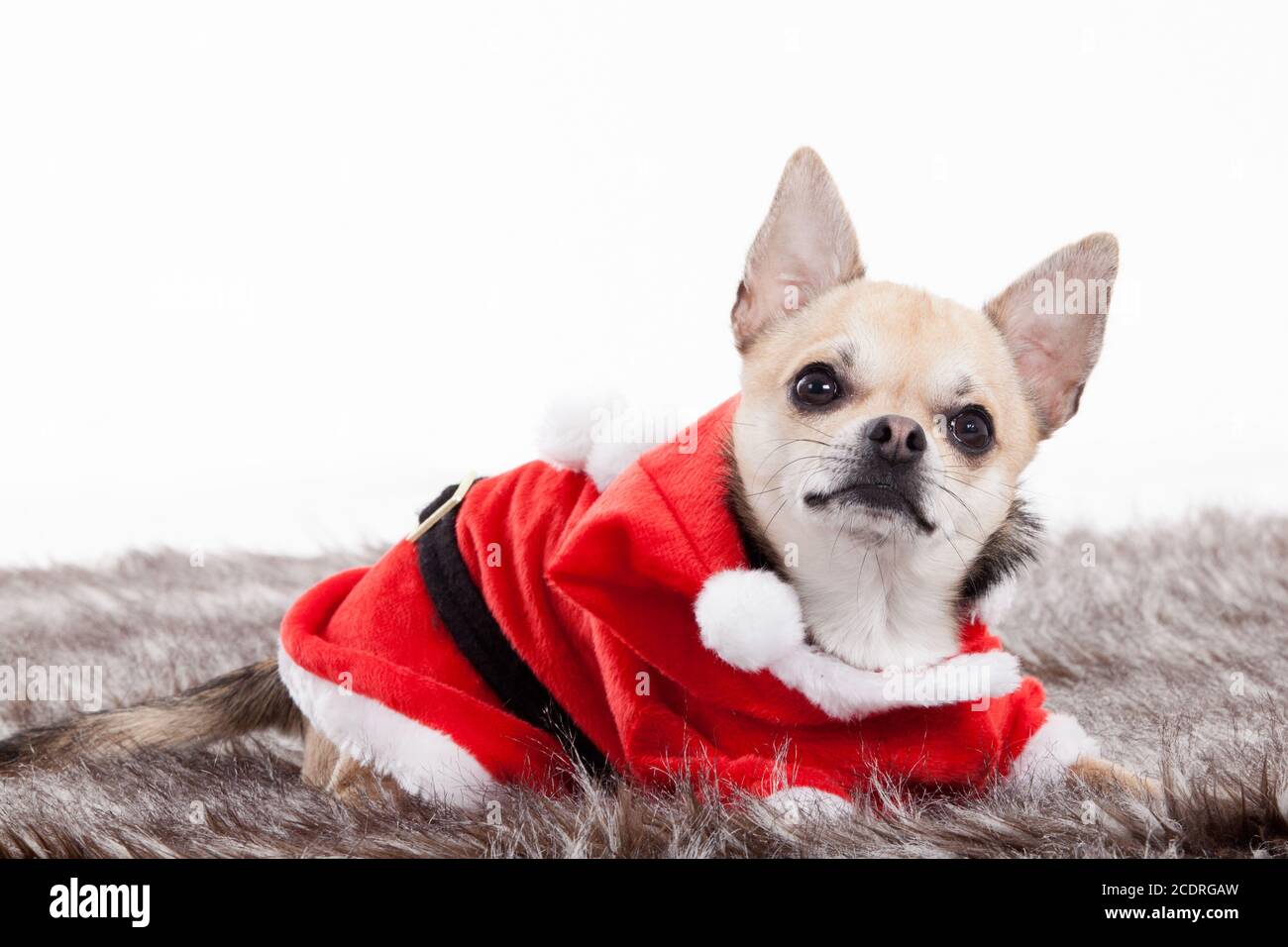 chihuahua in christmas outfit Stock Photo