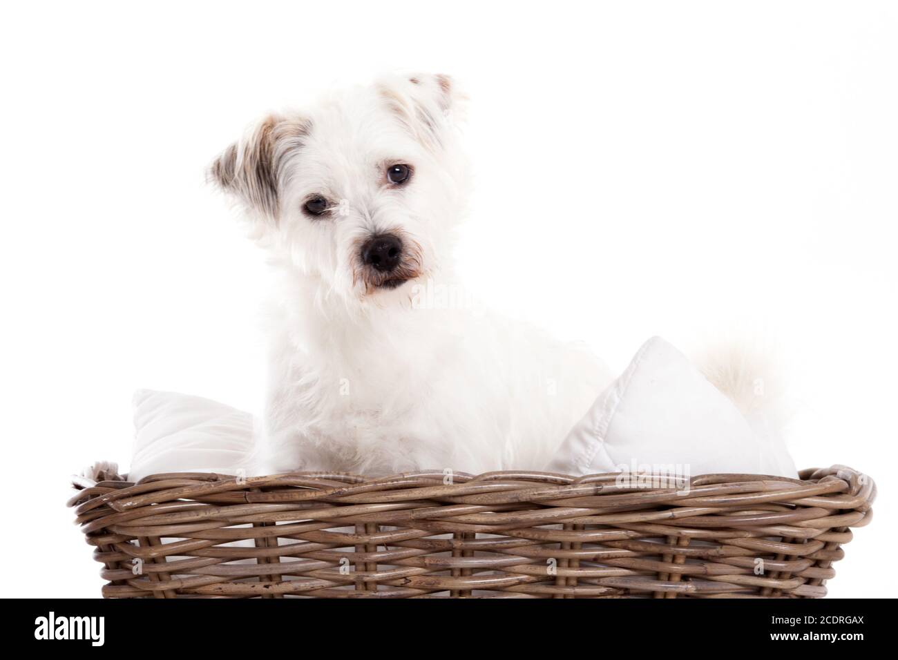 Sweet dog in basket Stock Photo