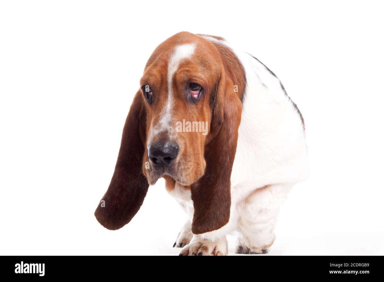 hush puppy walking Stock Photo