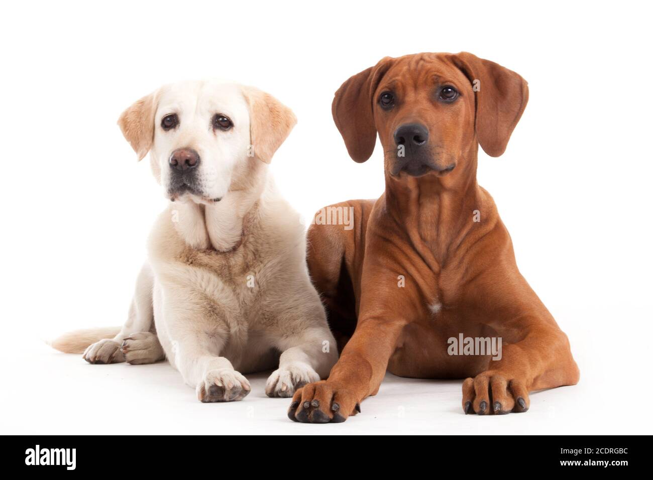 Rhodesian Ridgeback  and golden retriever on white Stock Photo