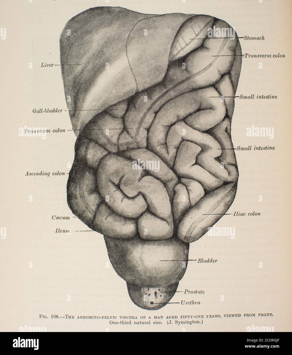 Quain's Elements of Anatomy Col. III published in 1896, abdominal/pelvic, male. Stock Photo