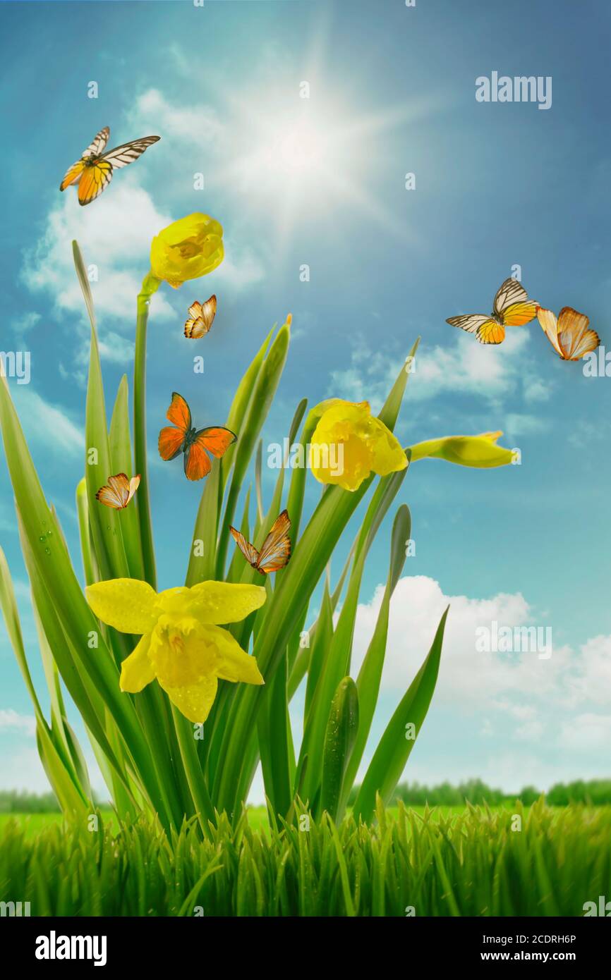Daffodils and butterflies in sunny field Stock Photo
